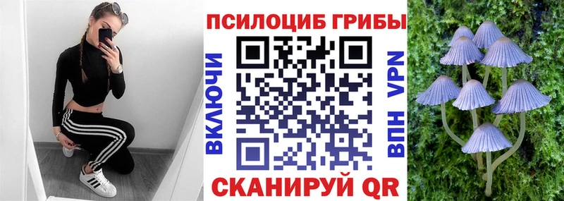 Галлюциногенные грибы Psilocybe  Купить закладки  Мглин 